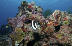 Healthy corals at 50' at the Fish Tank Dive Site, East En... by Peter Foulds 